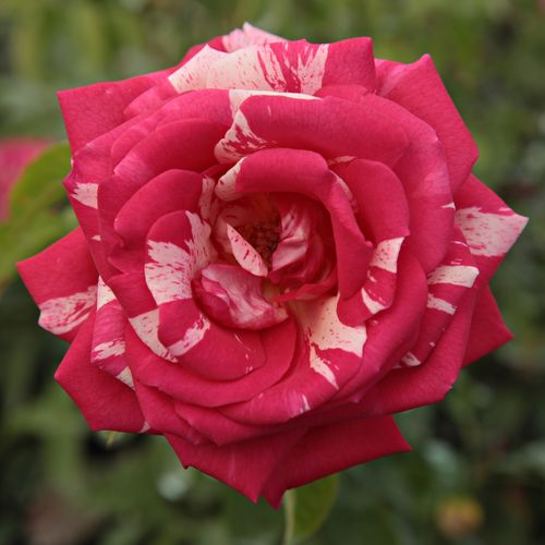 Rosa-weiß - floribundarosen